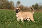 KANGAL 148